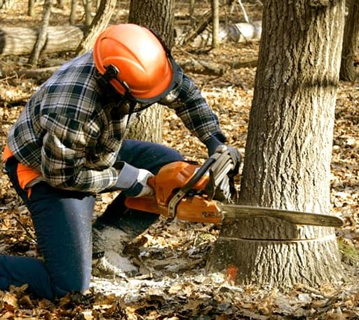 Tree Removal in Severn, NC